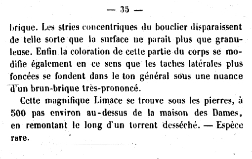 Limax erythrus  Bourguignat 1864